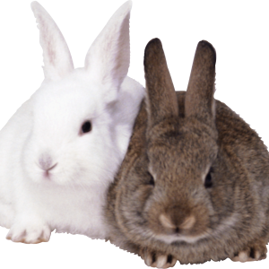 Rabbits PNG image