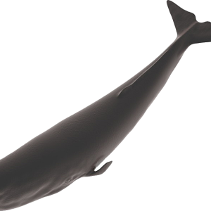 Sperm whale PNG