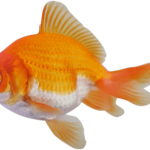 Goldfish PNG