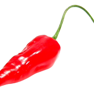 Chili pepper PNG