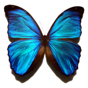Blue butterfly PNG image