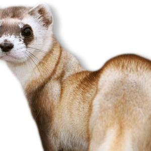 Ferret PNG