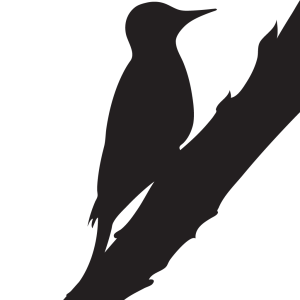 Woodpecker PNG