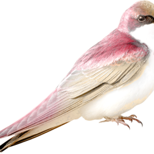 Bird PNG