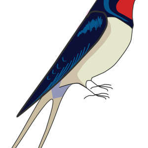 Swallow PNG