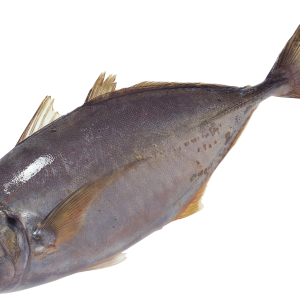 fish PNG image
