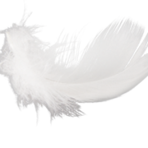 Feather PNG