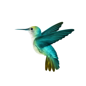 Hummingbird PNG