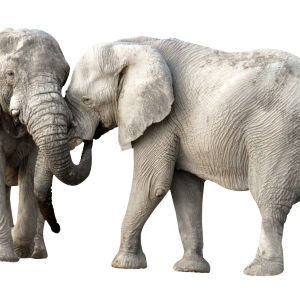 Elephant PNG
