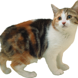 Cat PNG