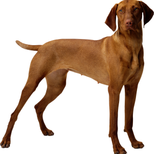 Dog PNG