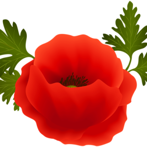 Poppy flower PNG