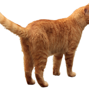 Cat from behind PNG