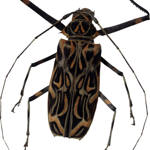 bug PNG image