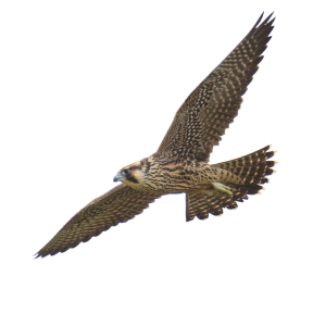 Falcon PNG