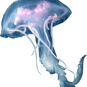 Jellyfish PNG