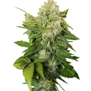 Cannabis PNG