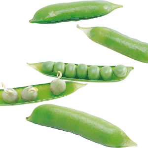 Pea PNG