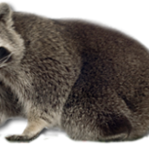 Raccoon PNG