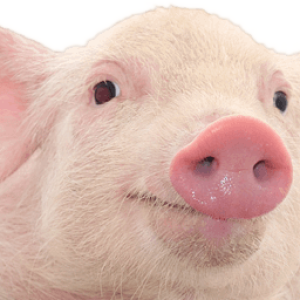 pig PNG image