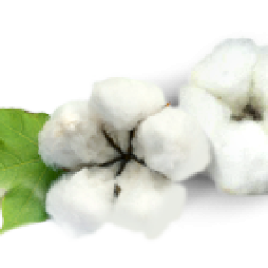Cotton PNG