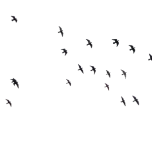 Bird PNG