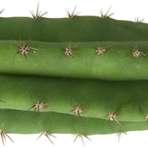 Cactus PNG image