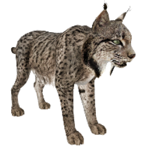 Lynx PNG