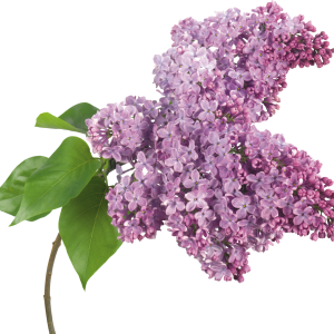 Lilac PNG