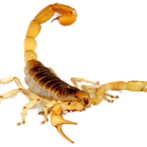 Scorpion PNG