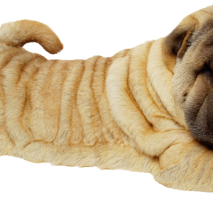 Dog PNG