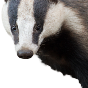 Badger PNG