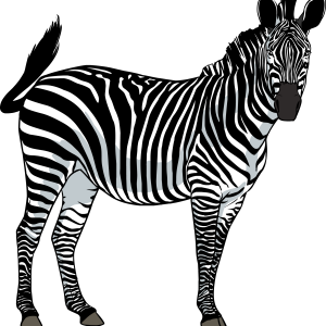 Zebra PNG image