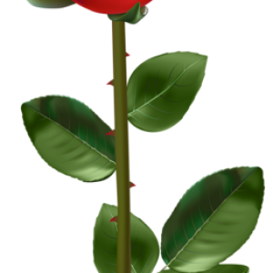 Rose PNG