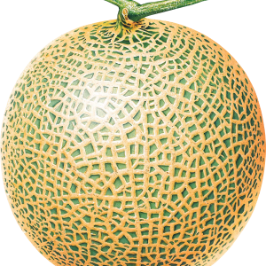 Melon PNG
