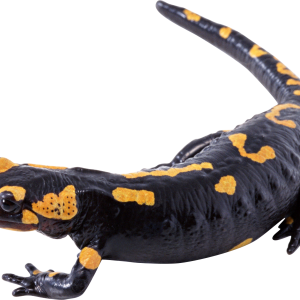 Lizard PNG