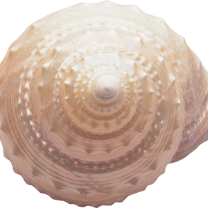 Seashell PNG
