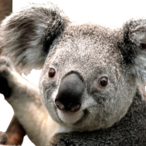 Koala PNG