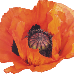 Poppy flower PNG