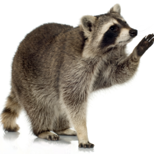 Raccoon PNG