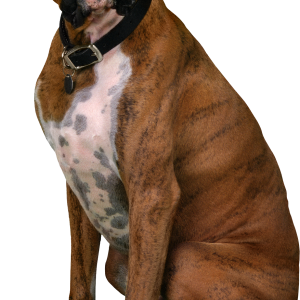 Dog PNG