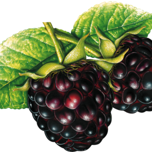 Blackberry PNG