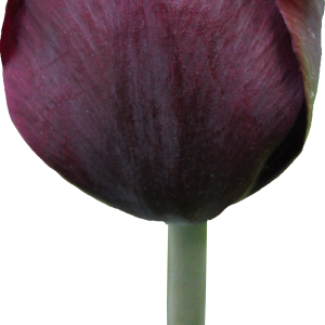 Tulip PNG image