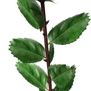 White rose PNG image, flower white rose PNG picture