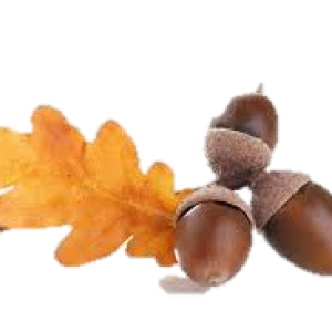 Acorn PNG image, free, acorns