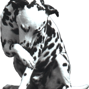 Dalmatian PNG
