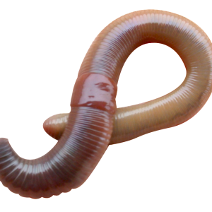earthworm worm PNG
