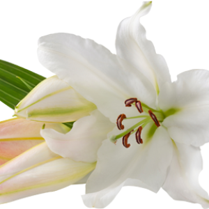 Lilium PNG