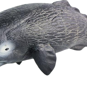 Sperm whale PNG