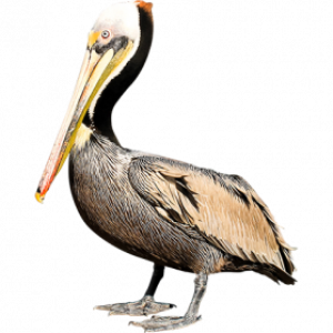Pelican PNG